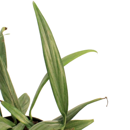 Pothos, 6in, Silver Streak