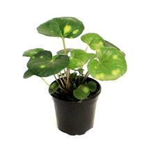 Load image into Gallery viewer, Leopard Plant, 4in, Firefly

