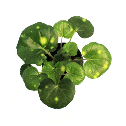 Leopard Plant, 4in, Firefly