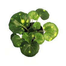 Load image into Gallery viewer, Leopard Plant, 4in, Firefly
