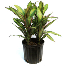 Load image into Gallery viewer, Cordyline, 10in, Kiwi
