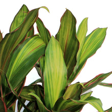 Load image into Gallery viewer, Cordyline, 10in, Kiwi
