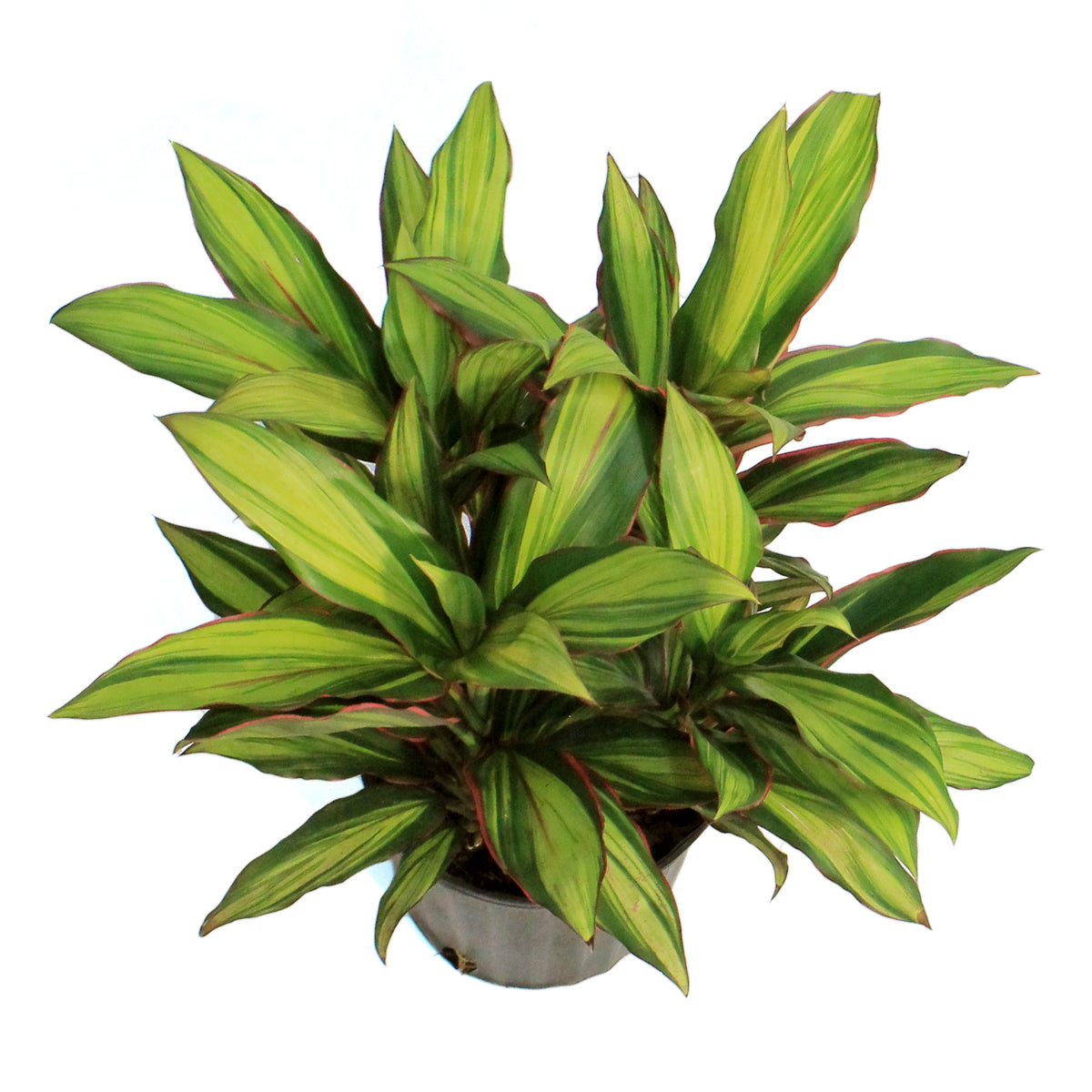 Cordyline, 10in, Kiwi