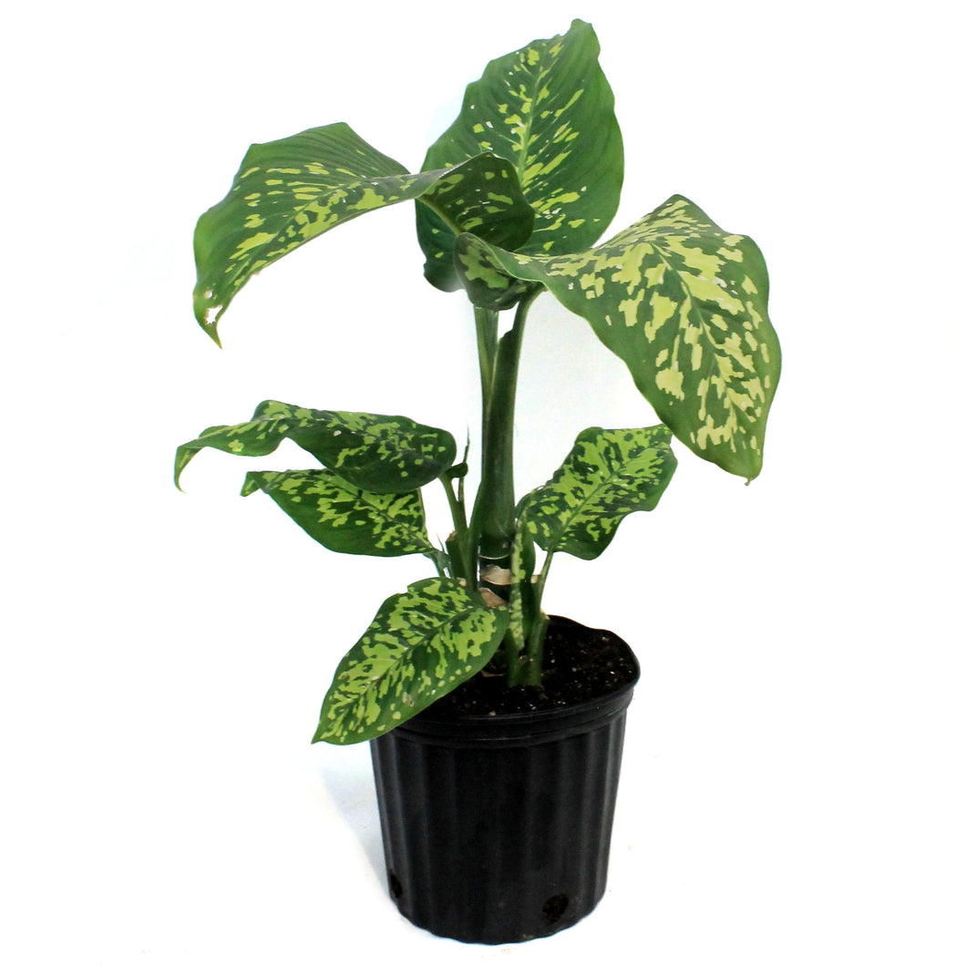 Dieffenbachia, 10in, Cheetah