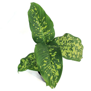 dieffenbachia cheetah Dieffenbachia, 10in, Cheetah – Floral Acres Greenhouse & Garden Centre