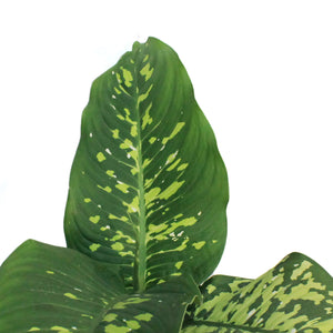 Dieffenbachia, 10in, Cheetah