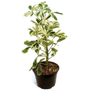 Schefflera, 6in, Arboricola Ivory