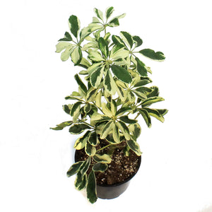 Schefflera, 6in, Arboricola Ivory