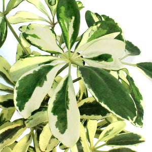 Schefflera, 6in, Arboricola Ivory