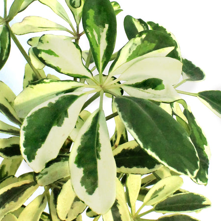 Schefflera, 6in, Arboricola Ivory