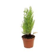 Cypress, 2.5in, Lemon