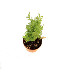 Load image into Gallery viewer, Cypress, 2.5in, Lemon
