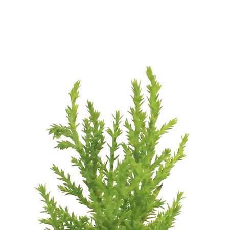 Cypress, 2.5in, Lemon