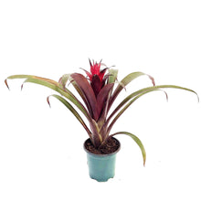 Load image into Gallery viewer, Bromeliad, 4in, Vriesea Espada
