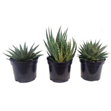 Load image into Gallery viewer, Succulent, 6in, Gasteria Mix
