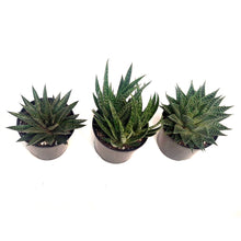 Load image into Gallery viewer, Succulent, 6in, Gasteria Mix
