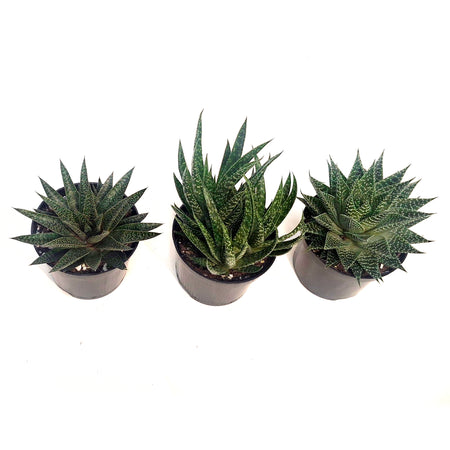 Succulent, 6in, Gasteria Mix