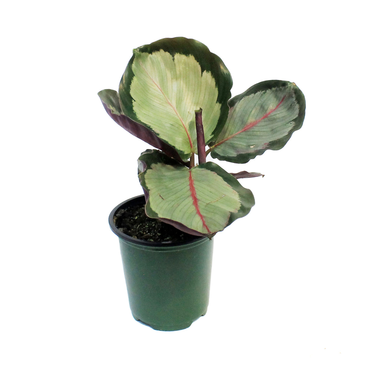 Calathea, 3.5in, Northern Lights