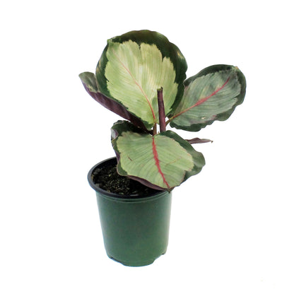 Calathea, 3.5in, Northern Lights