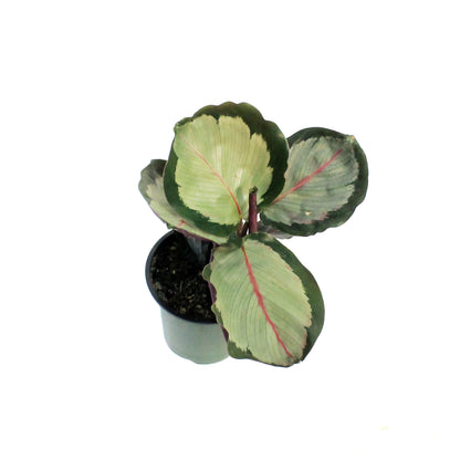 Calathea, 3.5in, Northern Lights