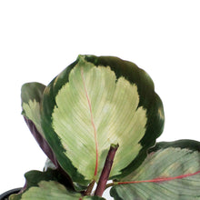 Load image into Gallery viewer, Calathea, 3.5in, Northern Lights
