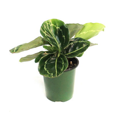 Calathea, 3.5in, Green lipstick