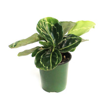 Load image into Gallery viewer, Calathea, 3.5in, Green lipstick
