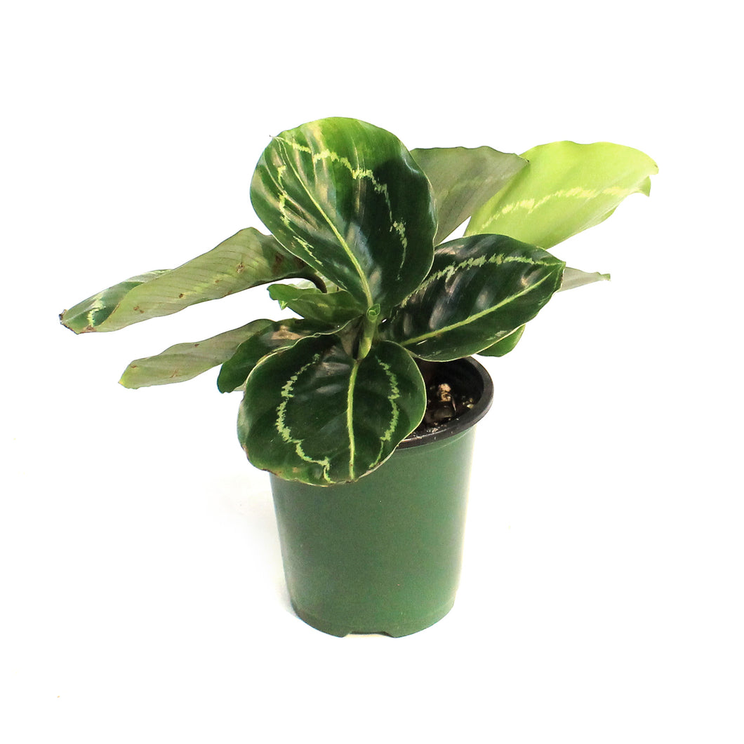 Calathea, 3.5in, Green lipstick