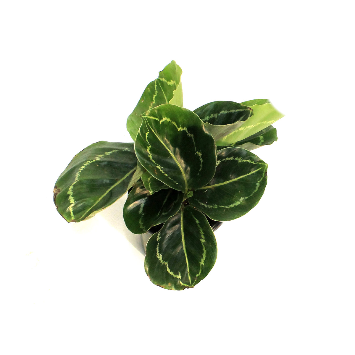 Calathea, 3.5in, Green lipstick