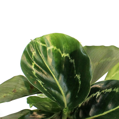 Calathea, 3.5in, Green lipstick