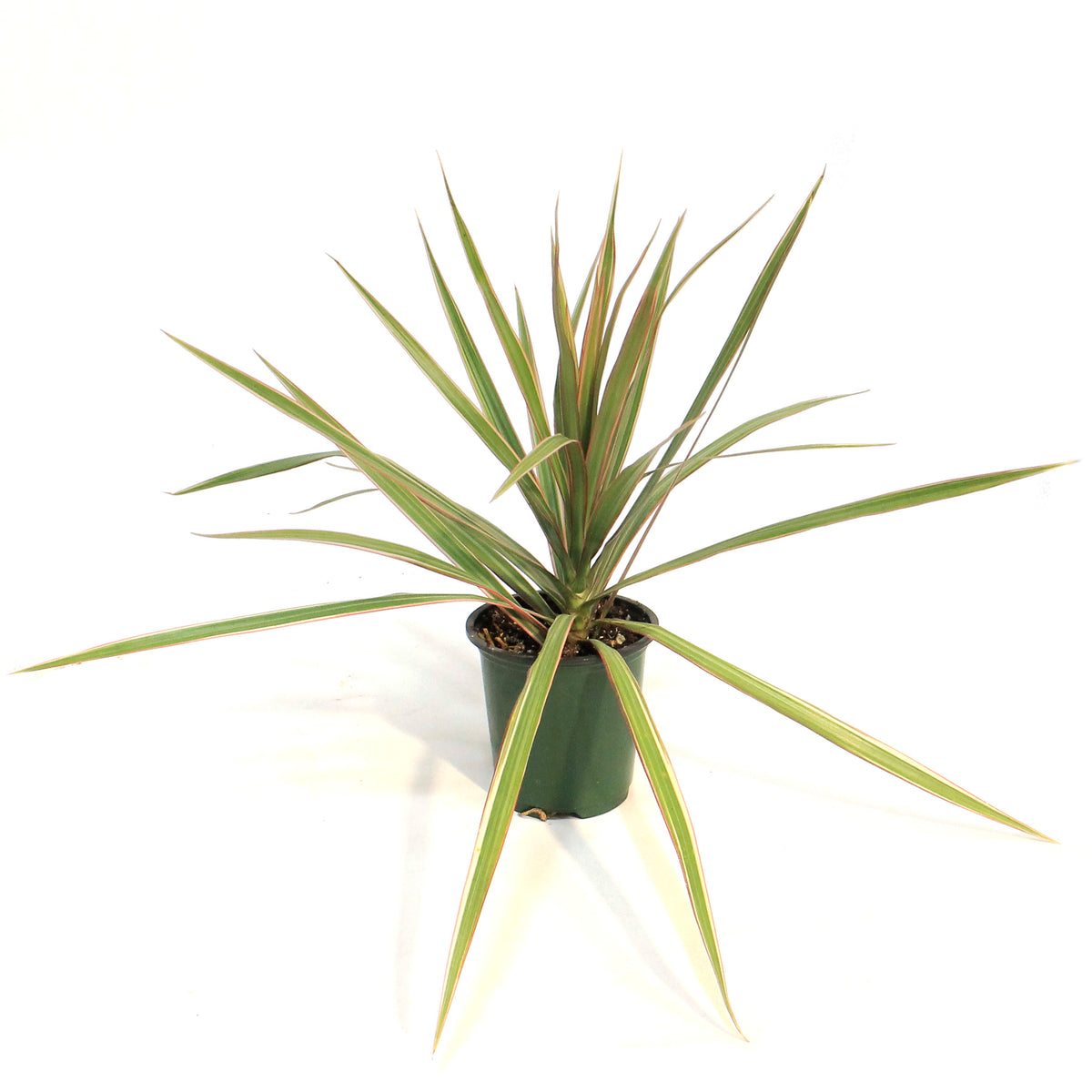 Dracaena, 3.5in,Bicolor