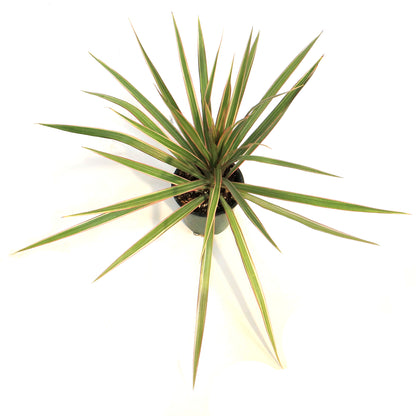 Dracaena, 3.5in,Bicolor