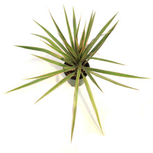 Load image into Gallery viewer, Dracaena, 3.5in,Bicolor

