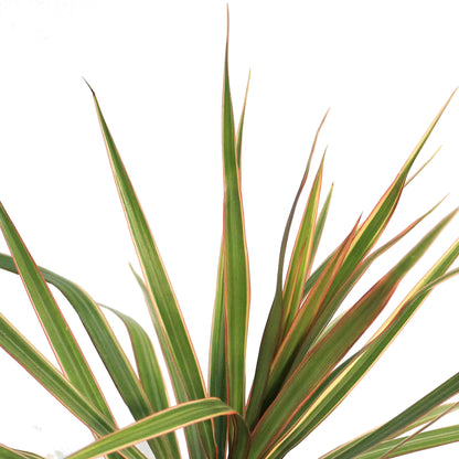Dracaena, 3.5in,Bicolor