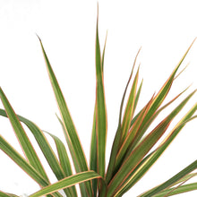 Load image into Gallery viewer, Dracaena, 3.5in,Bicolor
