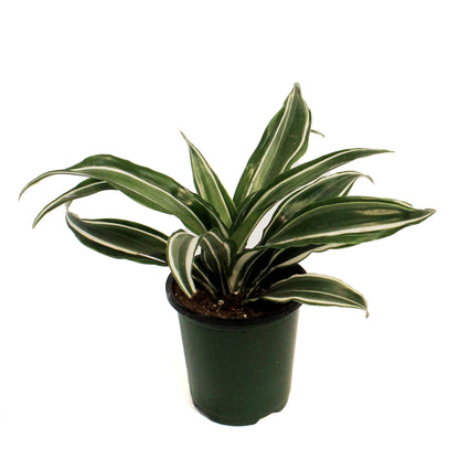 Dracaena, 3.5in,Warneckii White Compact