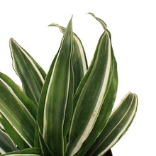Load image into Gallery viewer, Dracaena, 3.5in,Warneckii White Compact
