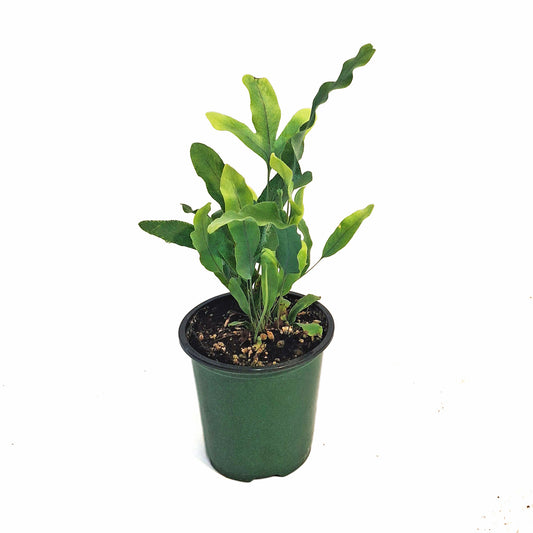 Fern, 3.5in, Blue Star