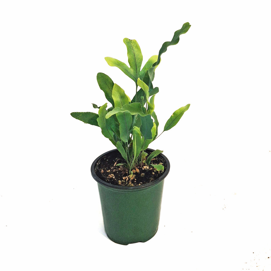 Fern, 3.5in, Blue Star