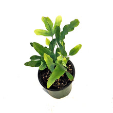 Load image into Gallery viewer, Fern, 3.5in, Blue Star
