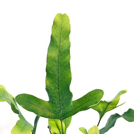 Fern, 3.5in, Blue Star