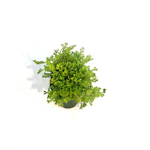 Fern, 3.5in, Moss LIme