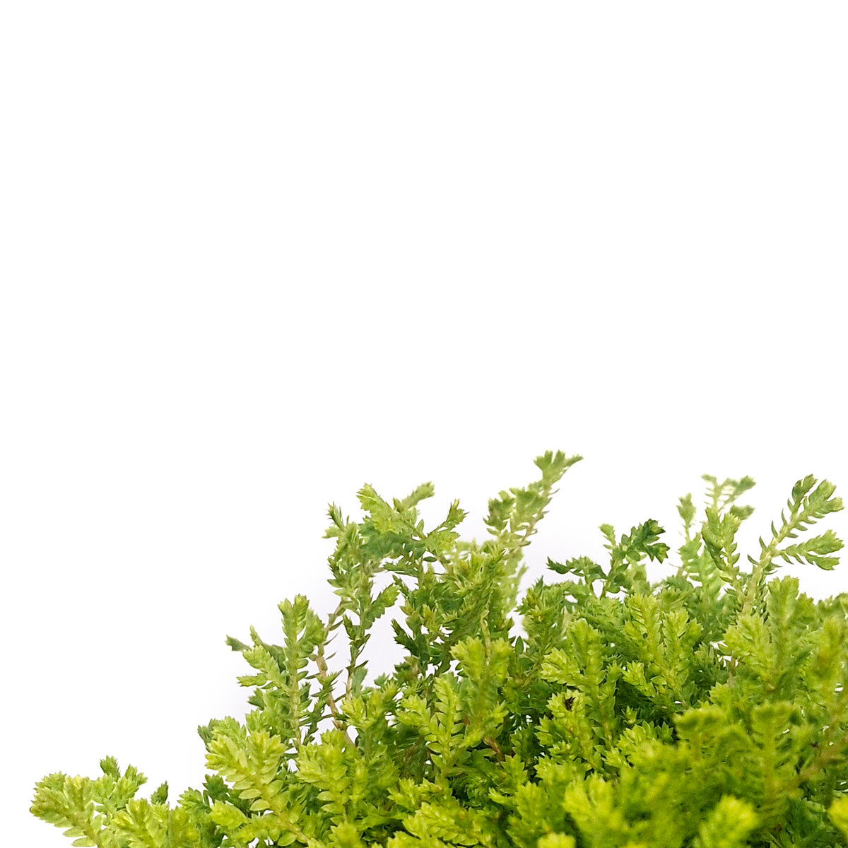 Fern, 3.5in, Moss LIme