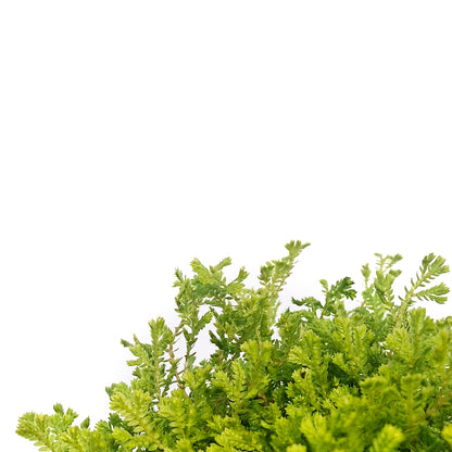 Fern, 3.5in, Moss LIme