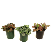 Load image into Gallery viewer, Fittonia, 3.5in, Nerve Plant

