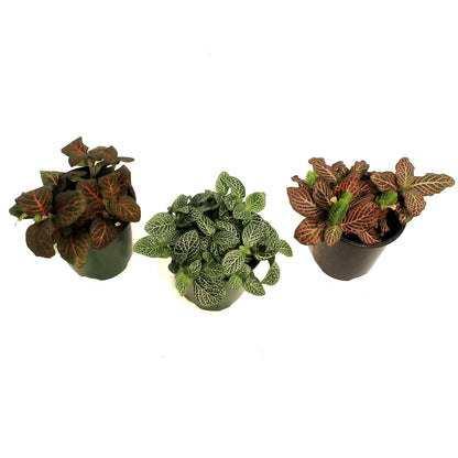 Fittonia, 3.5in, Nerve Plant