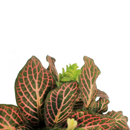 Fittonia, 3.5in, Nerve Plant