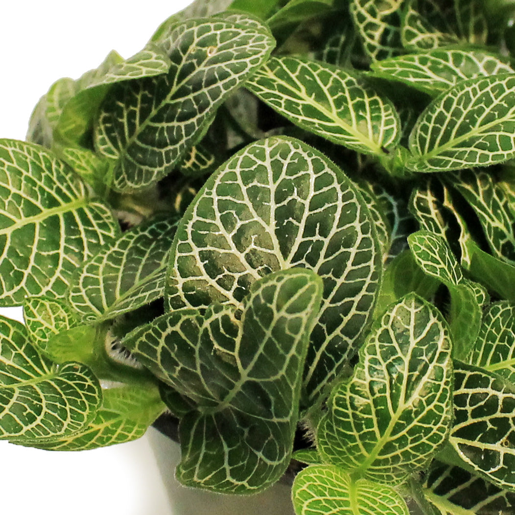 Fittonia, 3.5in, Nerve Plant