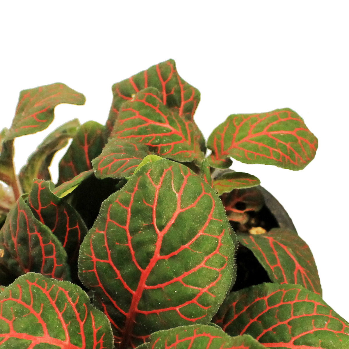 Fittonia, 3.5in, Nerve Plant