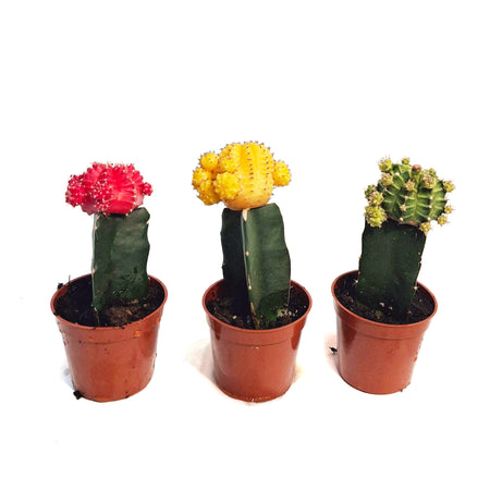 Cactus, 2.5in, Grafted, Moon